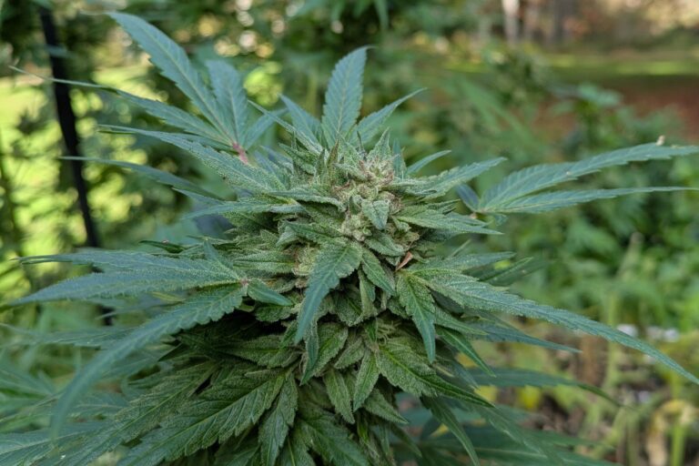 Trump Pushes for Marijuana Reclassification Amidst Conservative Backlash